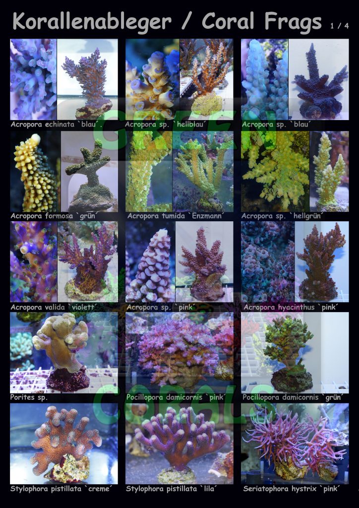 1611-korallenableger-coral-frags-1-4-15-arten-sps-wz