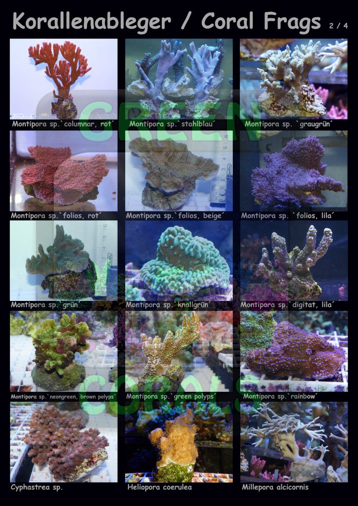 1611-korallenableger-coral-frags-2-4-15-arten-sps-wz