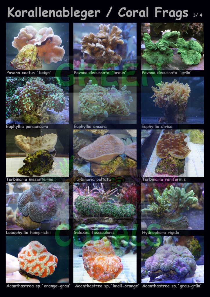 1611-korallenableger-coral-frags-3-4-15-arten-sps-wz