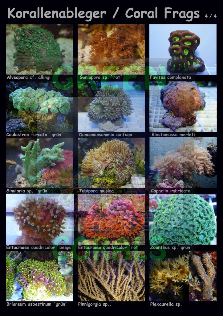 1611-korallenableger-coral-frags-4-4-15-arten-sps-wz