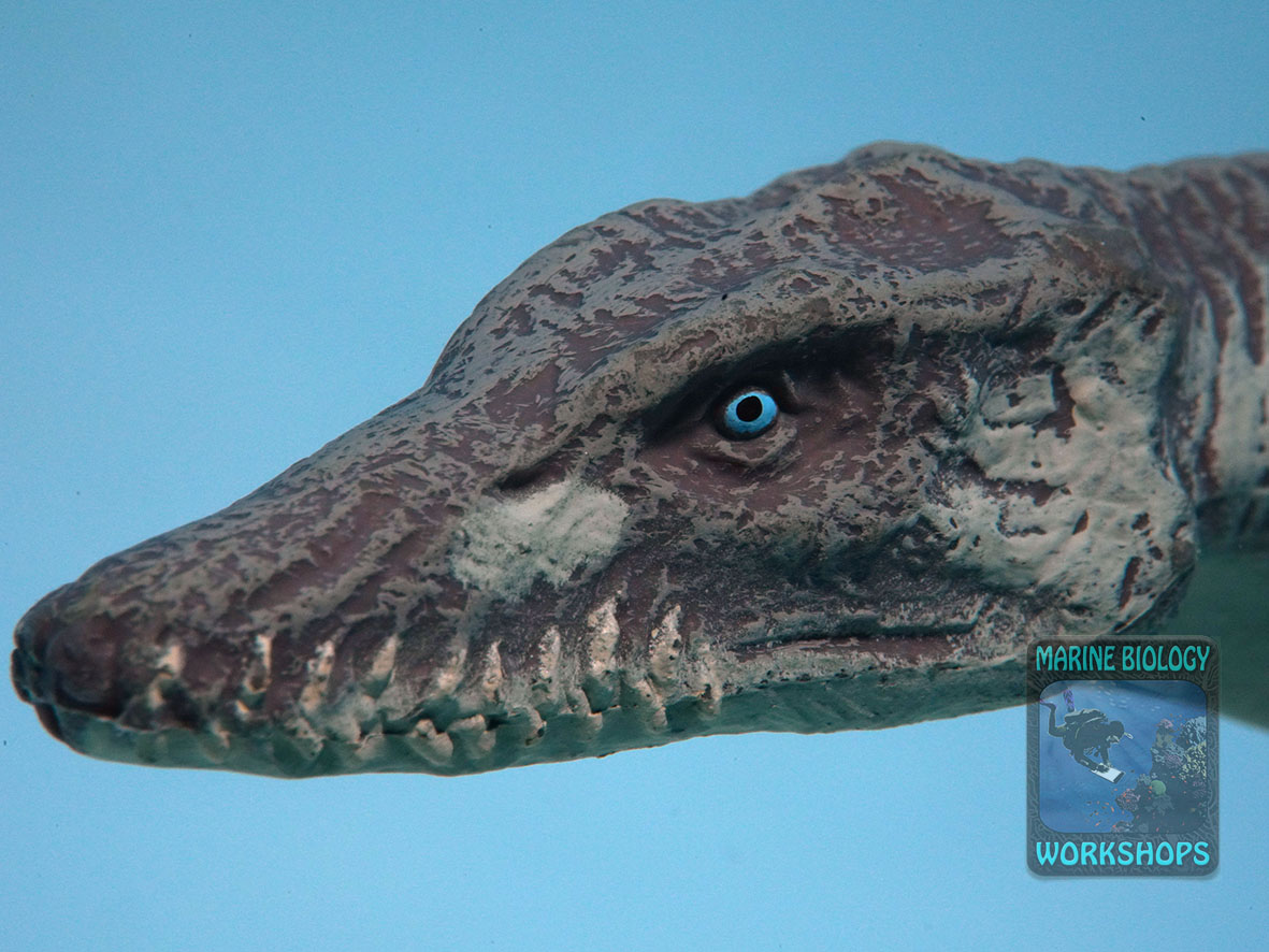 UW-Foto-Workshop-Plesiosaurus