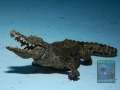 UW-Foto-Workshop-Krokodil