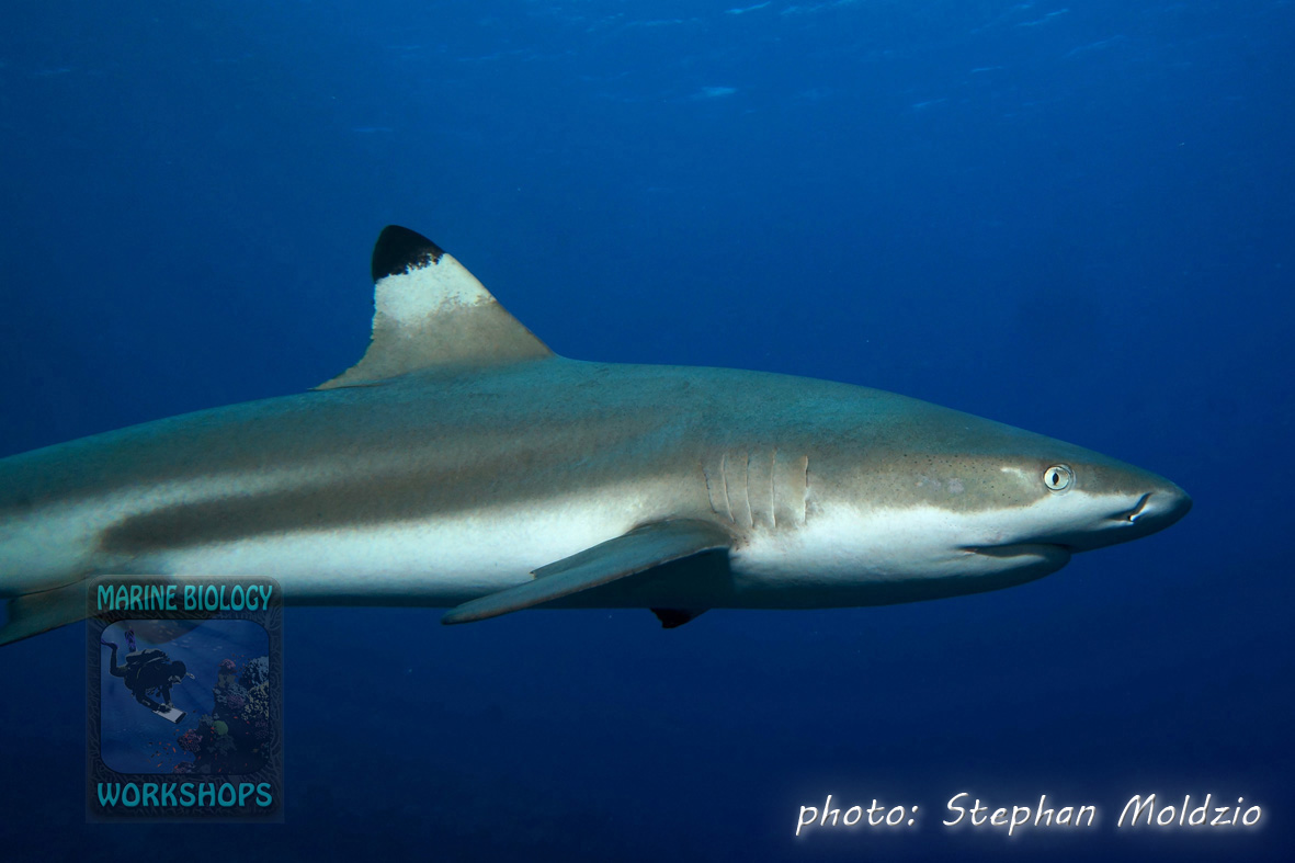 Carcharhinus-melanopterus-DSC01905