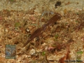 Solenostomus cyanopterus DSC01582