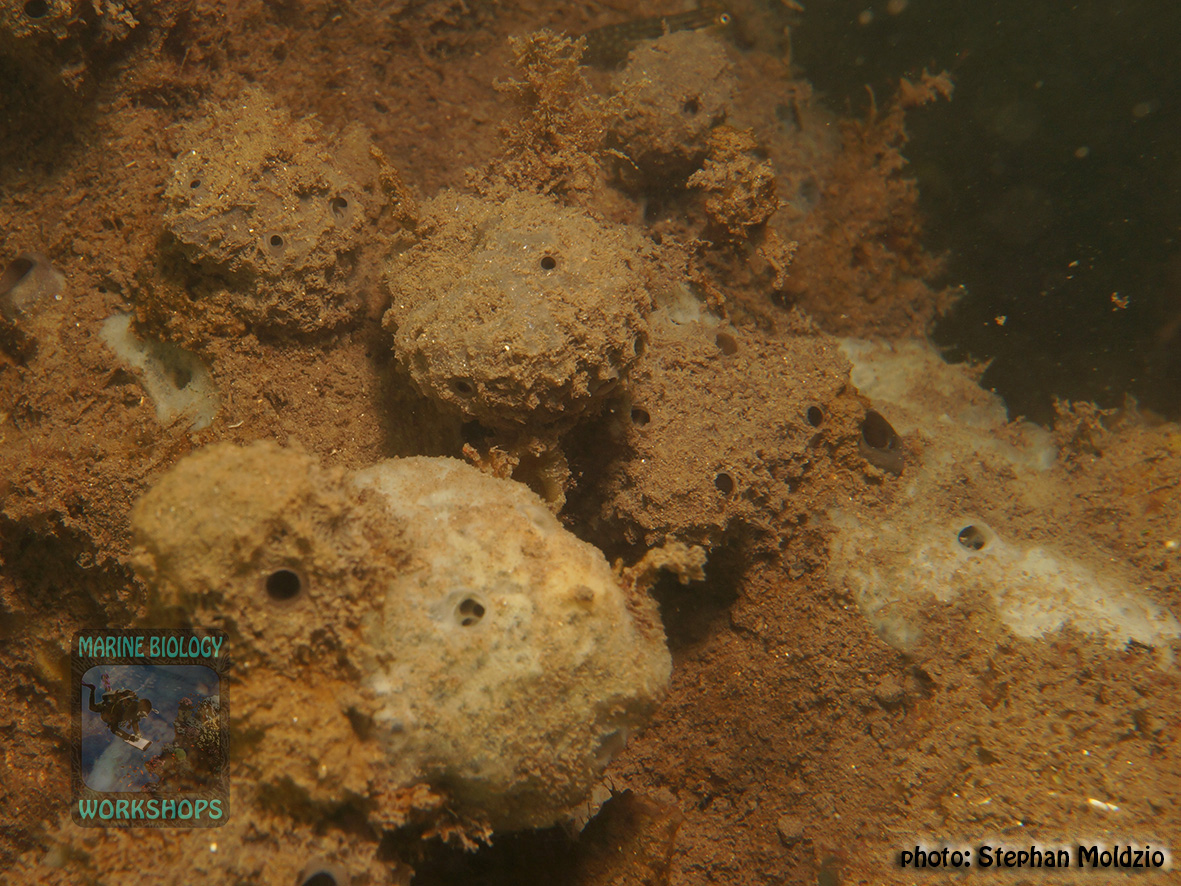 Sponges feed on bacterio-plankton