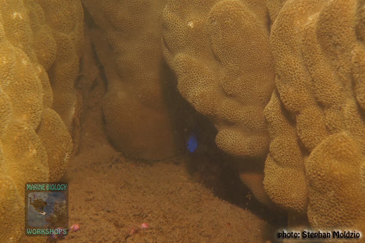 Damselfish inside a block coral (Porites sp.)