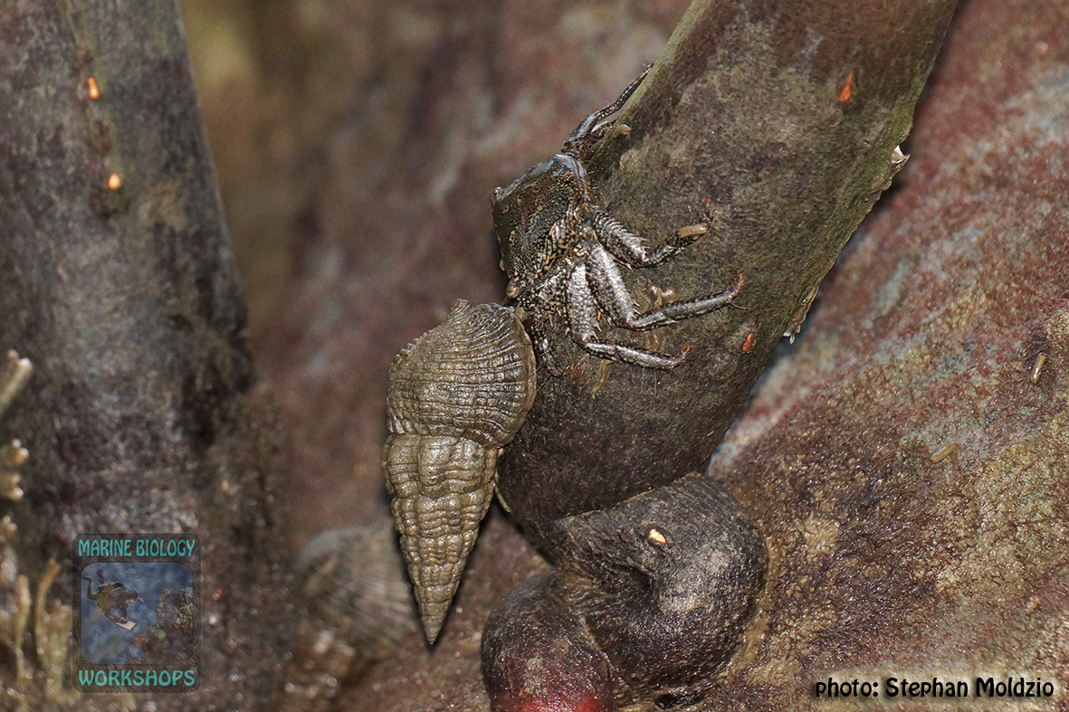 Mangrove snail meets Mangrove crab