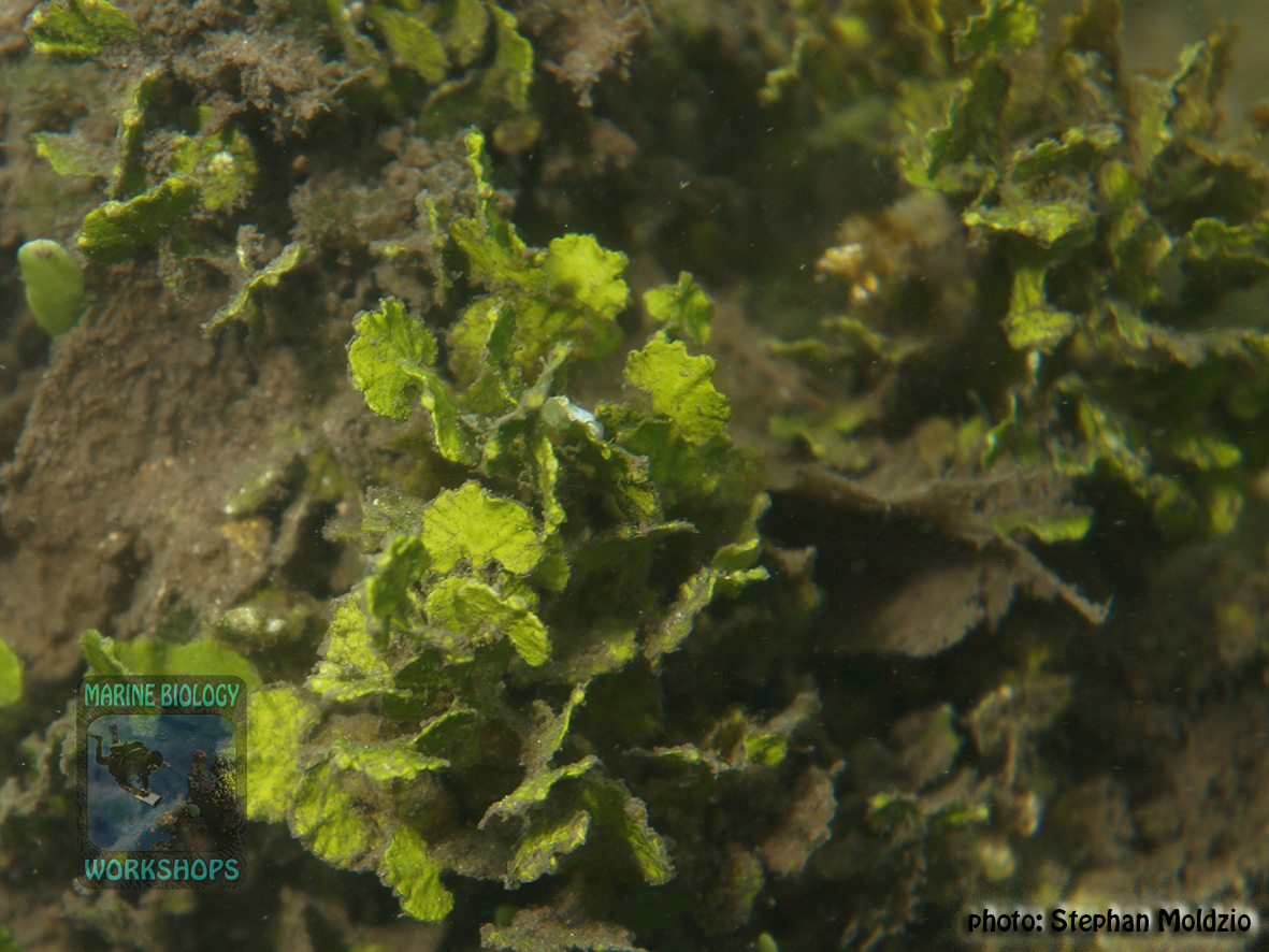 Calcareous Green algae (Halimeda sp.)