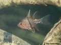 Orbiculate cardinalfish (Sphaeramia orbicularis)