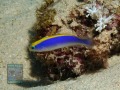 Pseudochromis-flavivertex-DSC09117-b