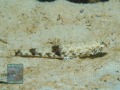 Saurida-gracilis-DSC07717-b