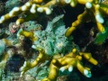 Bryozoa-DSC08097-b