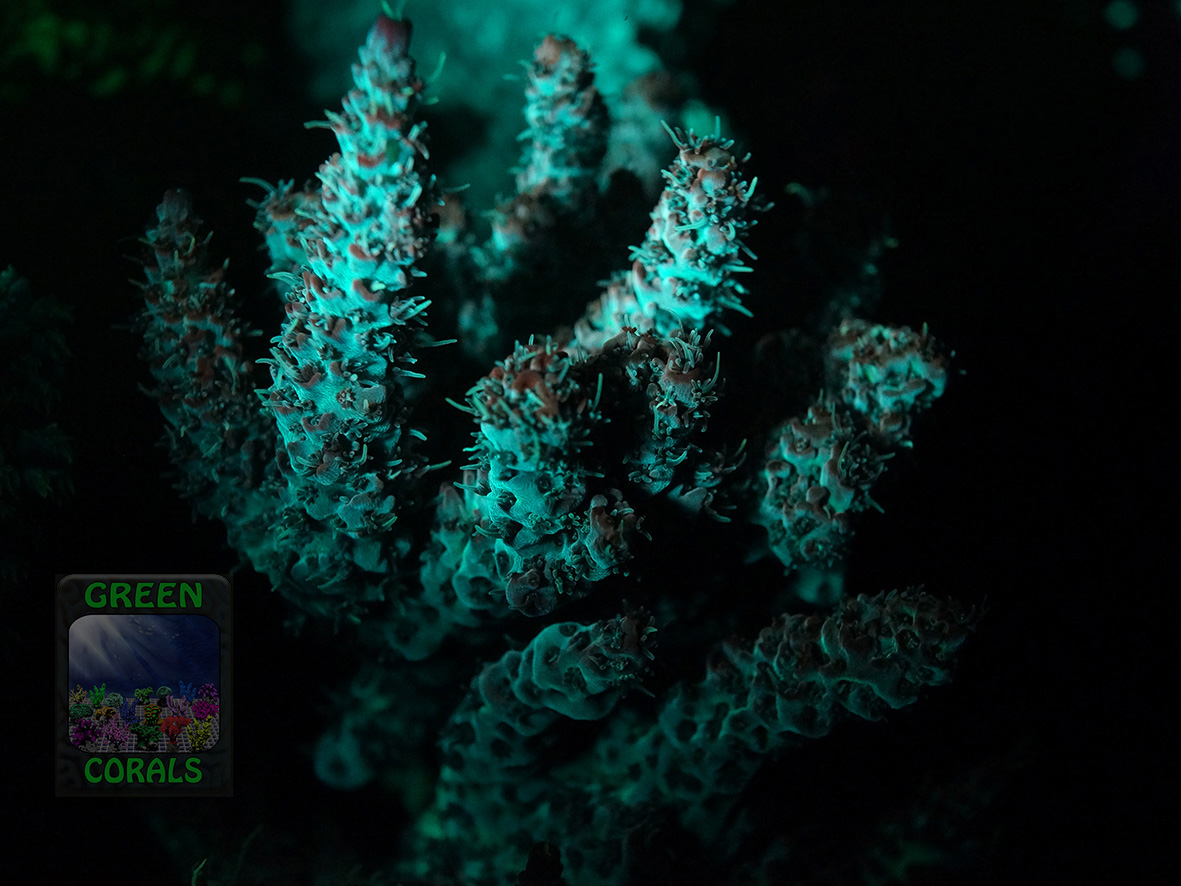 4_Acropora  `hyacinthus pink´ _Fluoreszenz