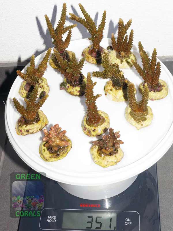 Acropora-hyacinthus-pink´-A.-tumida-Enzmann´-DSC01908