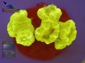 Caulastrea-furcata-gruen´-DSC06152-orangefilter_badge-WZ