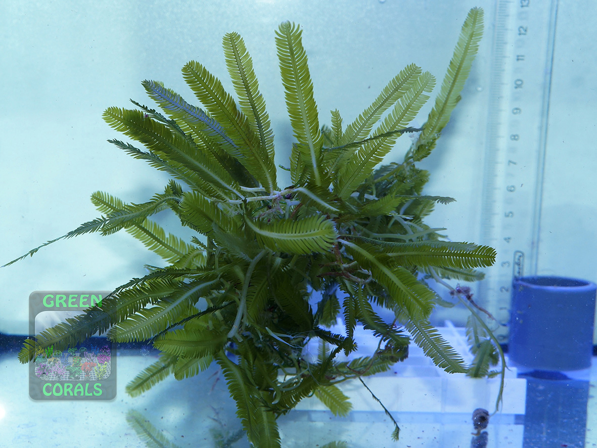 Caulerpa taxifolia DSC00285