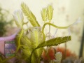 Caulerpa taxifolia DSC01221