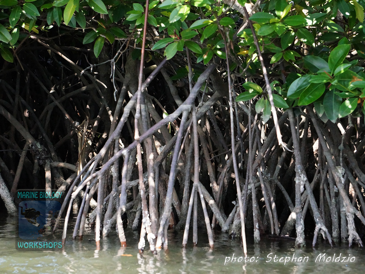 Mangroves DSC07810