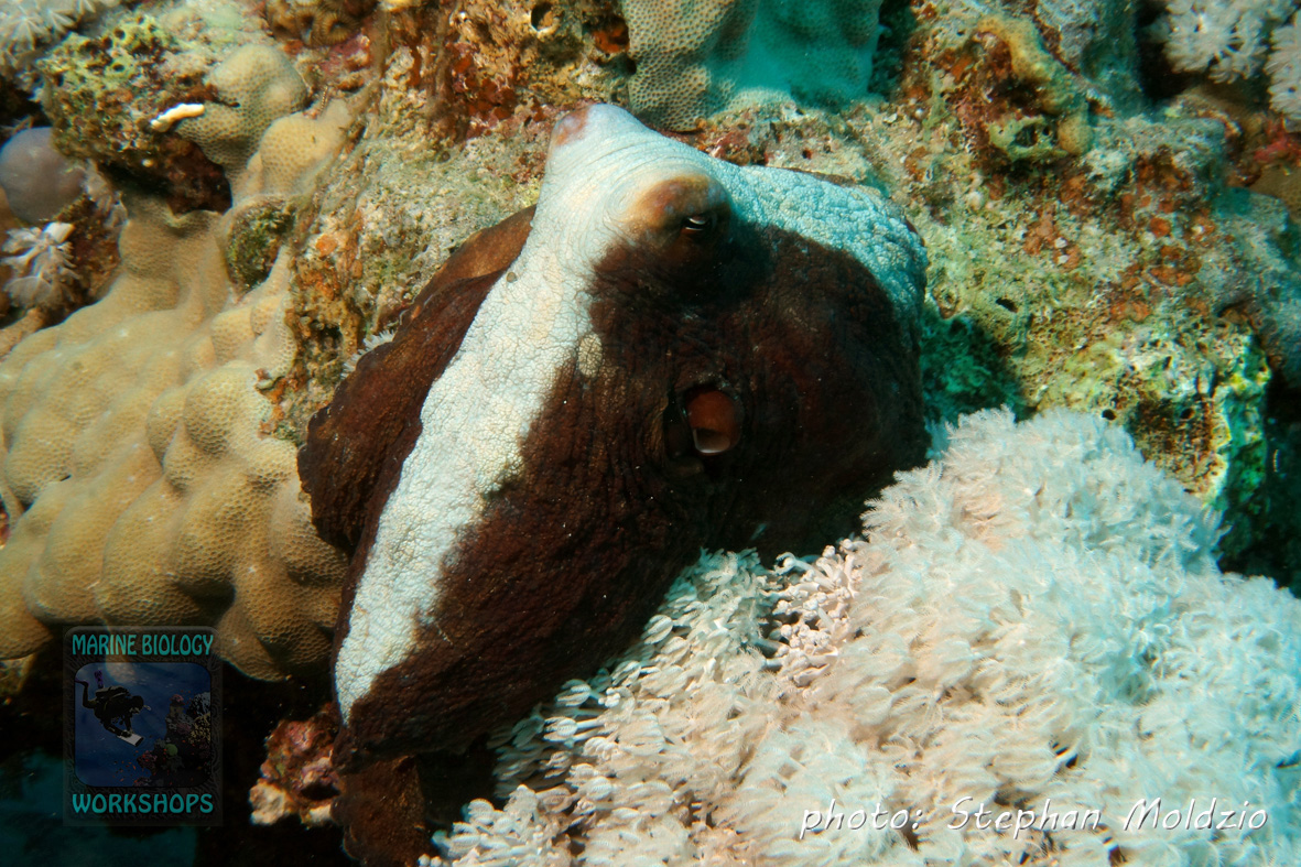 Octopus cyaneus