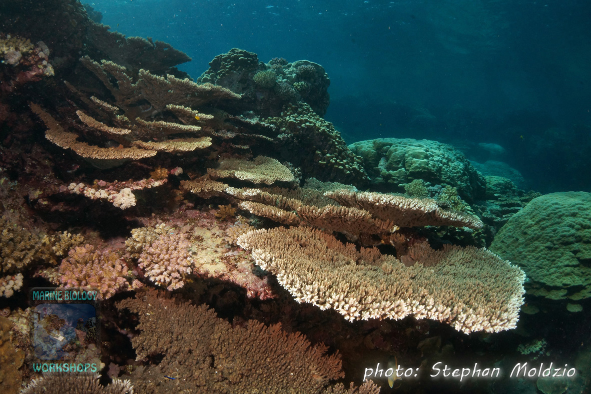 Table coral at Angel reef