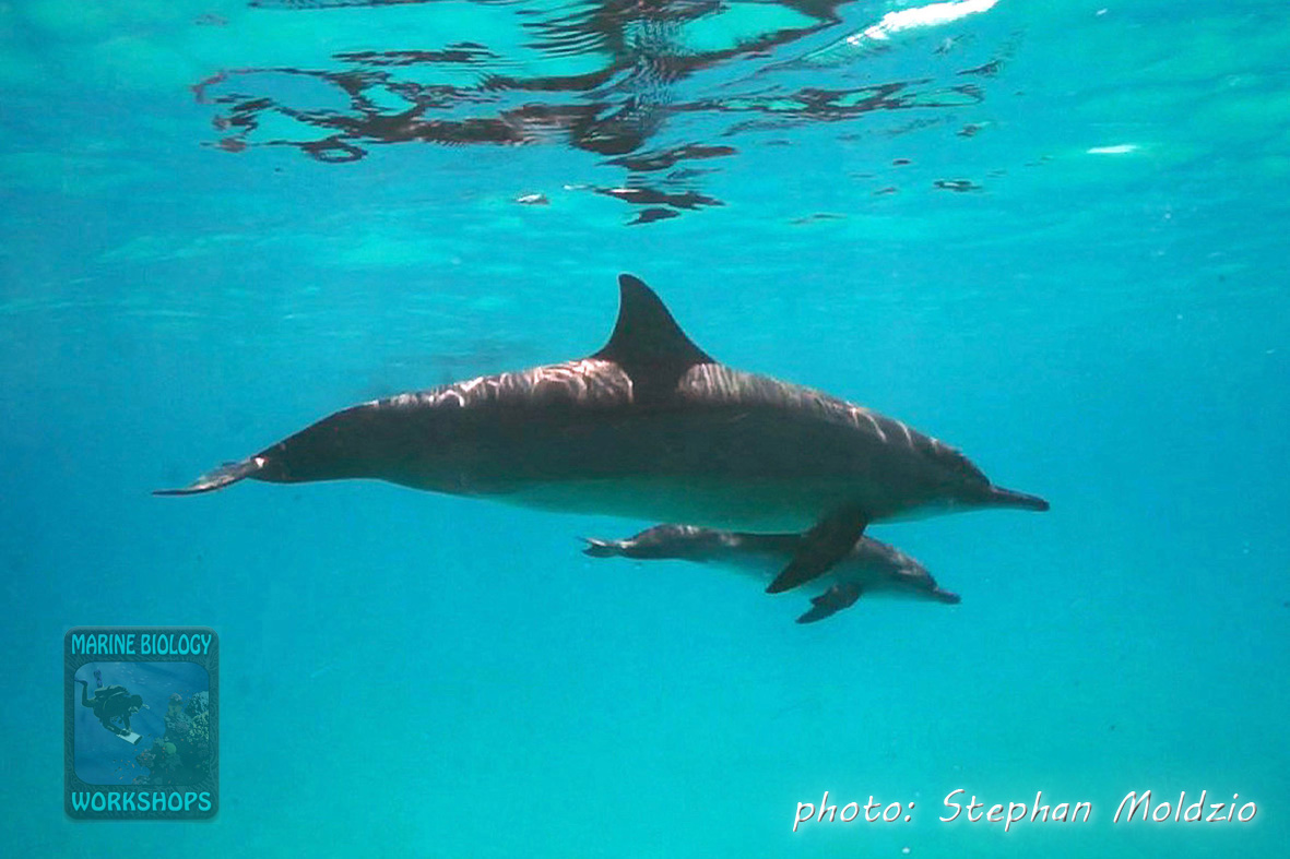 Dolphin mother & baby at Sataya