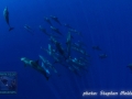 Habili Ghadeer - Pod of 45 Spinner dolphins