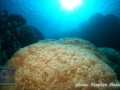 Huge Porites block coral at Angel reef