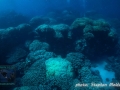 Huge Porites formations at Angel reef
