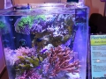 Nanobecken `Nano Reef Pro´ DSC08393