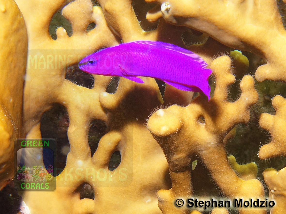 PER2 Pseudochromis fridmani DSC06516