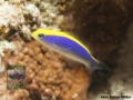 PER2 Pseudochromis flavivertex DSC07865
