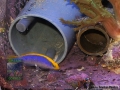 Pseudochromis flavivertex DSC02430