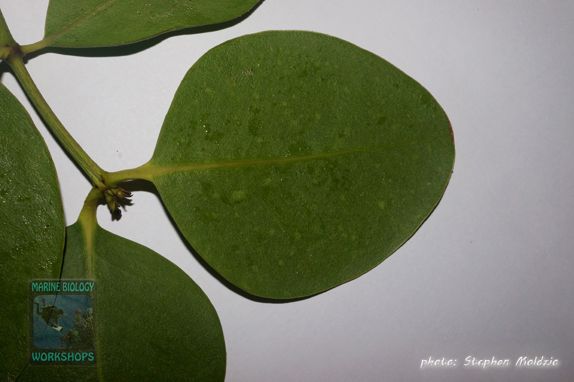 DSC02085-leaf-Sonneratia-alba