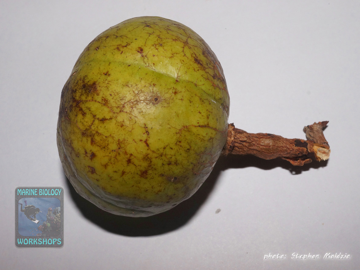 DSC02087-fruit-Xylocarpus-granatum