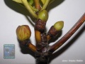 DSC02084-inflorescence-Rhizophora-apiculata