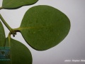 DSC02085-leaf-Sonneratia-alba