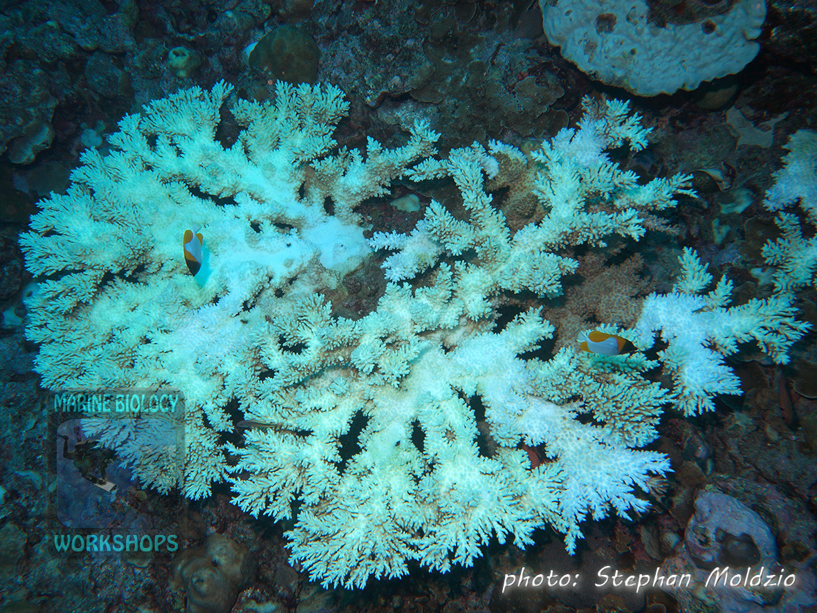Heavily bleached, but still alive Acropora table coral