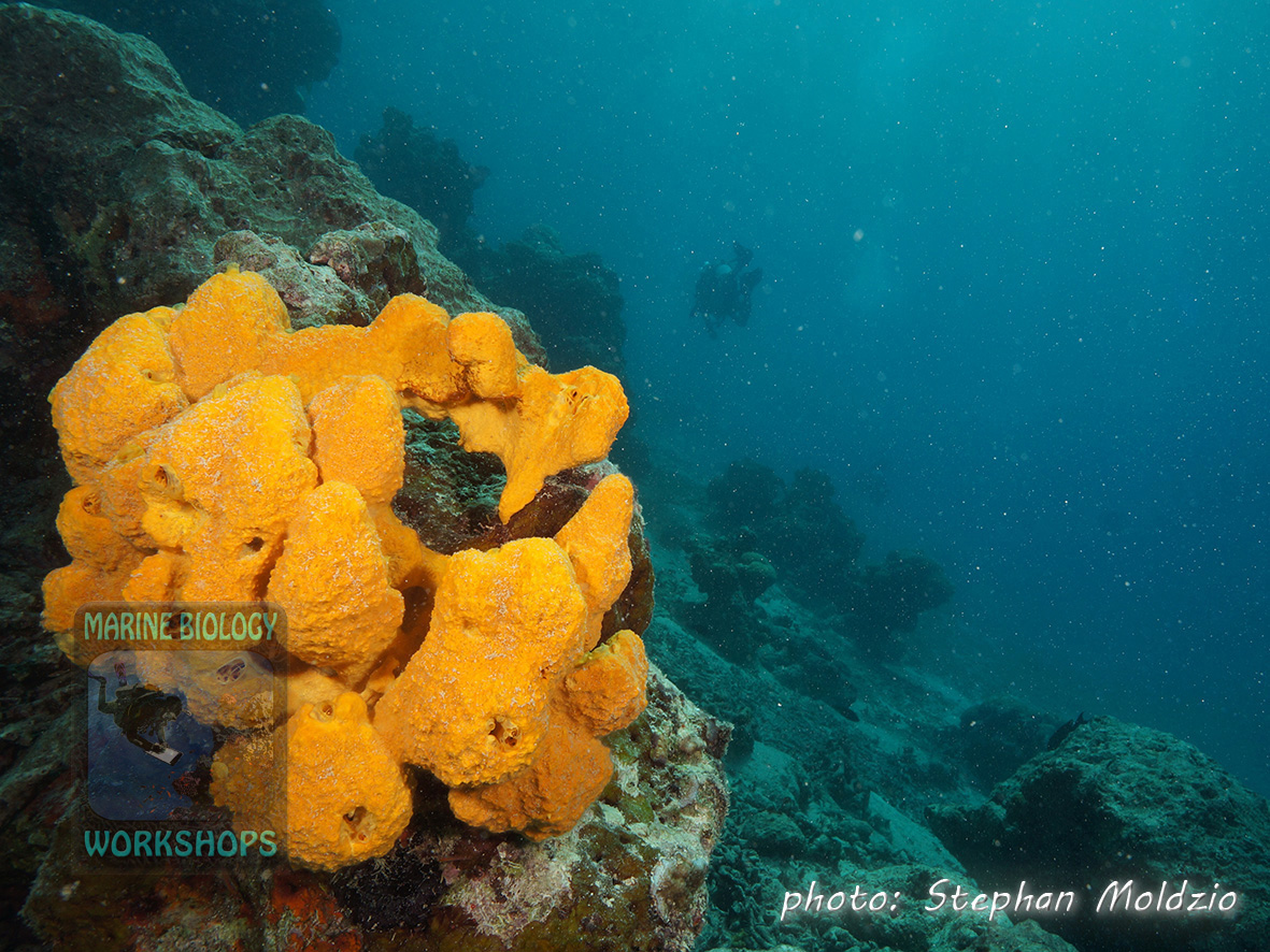 Sponges are very ancient organisms and feed on bacterio-plankton