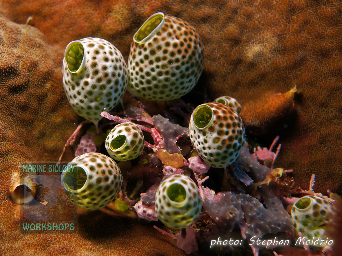 Robust sea squirts (Atriolum robustum) on a hard coral (Psammocora sp.)