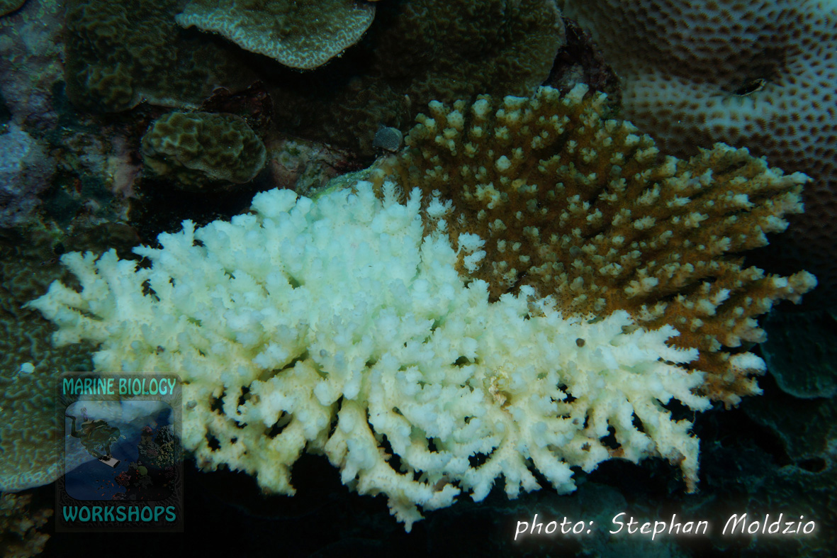 An Acropora table coral, half alive, half recently killed (Crown-of-Thorns feeding scar)