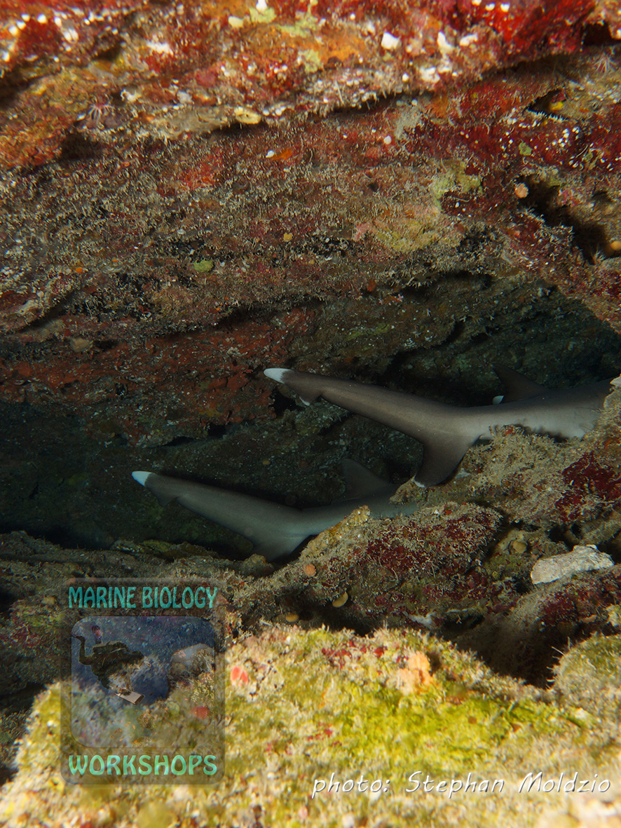 Two sleeping Whitetip Reef Sharks (Triaenodon obesus)