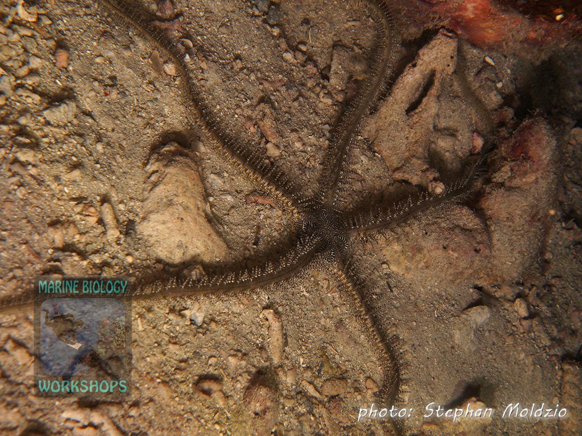 A Reef brittle seastar (Ophiocomidae) comes out of its hideout at night