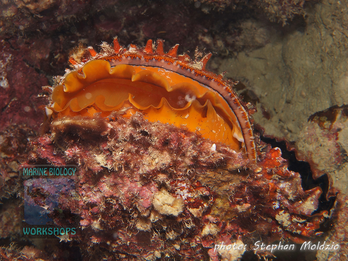 The Spiny oyster (Spondylus sp.) is a filter-feeder on phytoplankton and micro-zooplankton