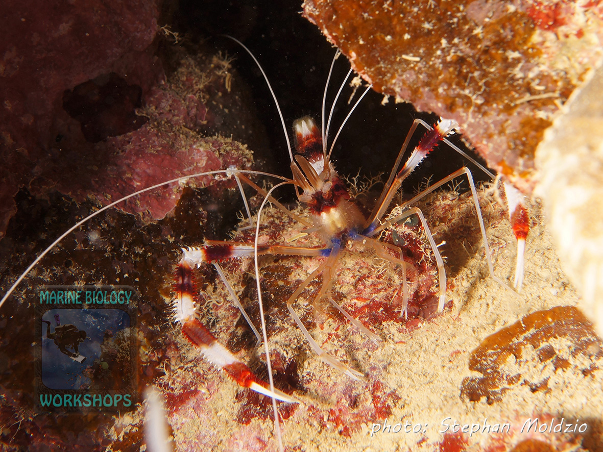 The Banded coral shrimp (Stenopus hispidus) cleans reef fish from parasites, so as the Cleaner wrasse