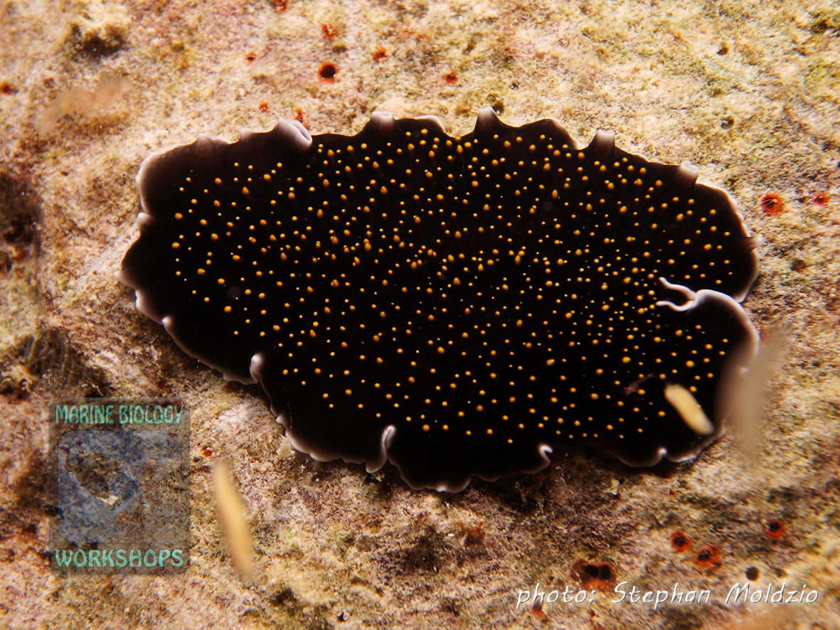 Gold-dotted flatworm (Thysanozoon sp.)