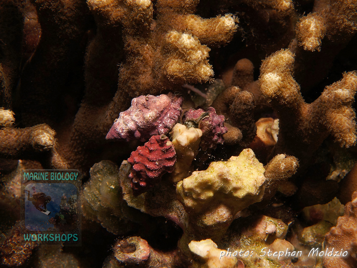 Drupella snails feeding on hard coral (Porites sp.)