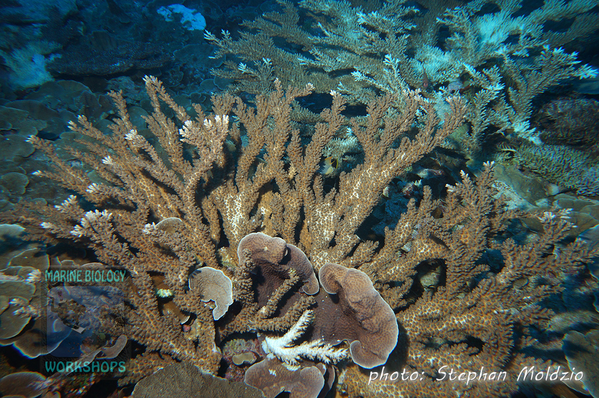 Healthy table coral (Acropora sp.)
