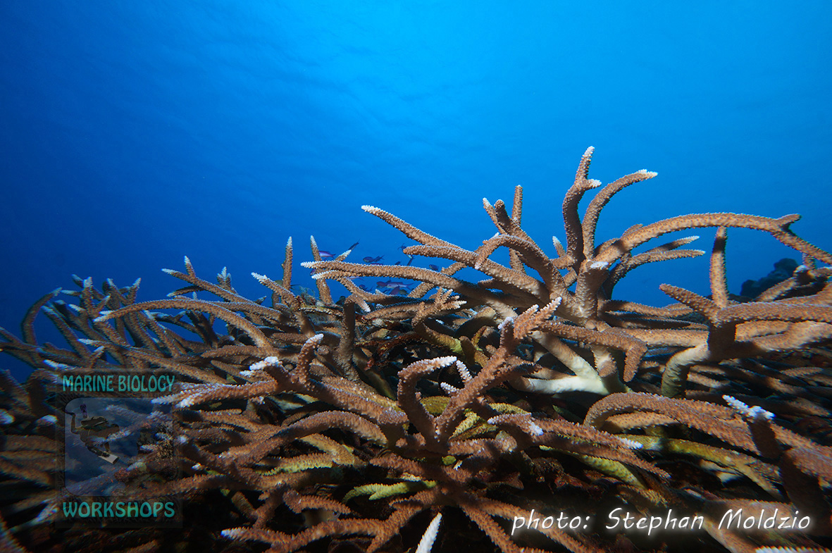Healthy thicket of Acropora staghorn coral
