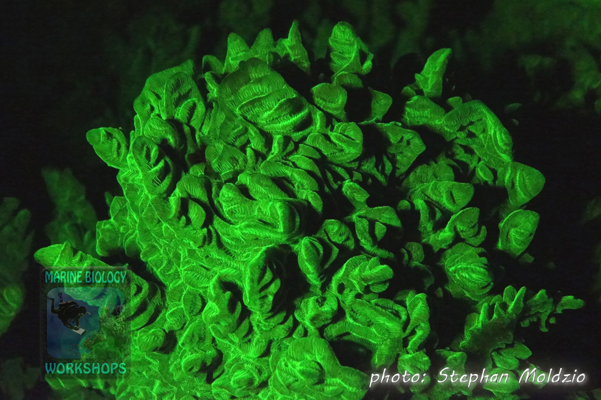 Fluorescence night dive: