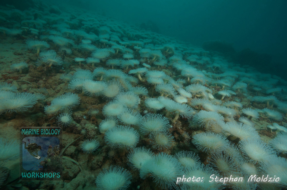 Field of leather corals (Sarcophyton sp.) at “Slow and Easy”